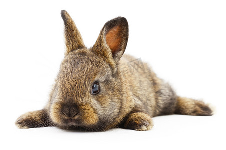 宠物兔子摄影照片_棕色的小兔子.
