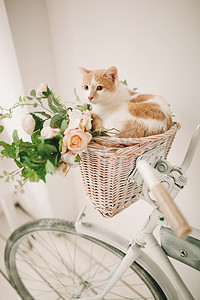 旧式的摄影照片_猫与花在柳条篮子里的白色复古 bisycle