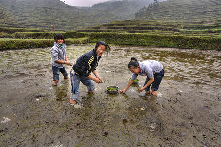三个亚洲女孩子们忙于种植水稻