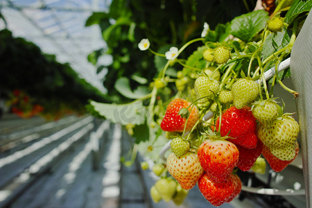 声势浩大摄影照片_大荷兰温室，everyda 美味有机草莓生长