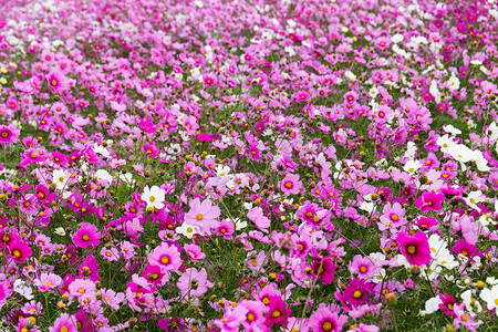 波斯菊花田