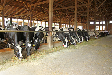 奶牛在吃草摄影照片_母牛在农场牛棚