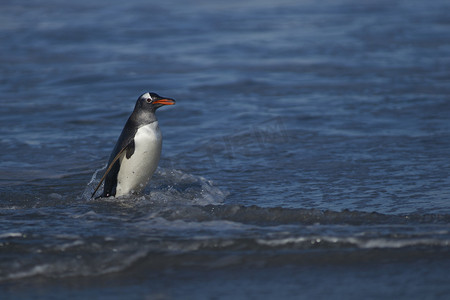 巴布亚企鹅 （Pygoscelis 巴布亚） 在福克兰群岛海狮岛海上喂完奶后上岸.