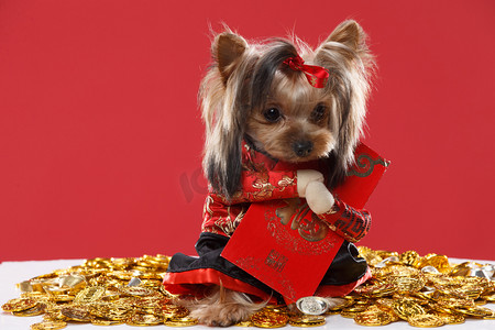 金币红包摄影照片_可爱的约克夏犬