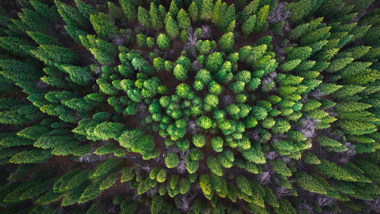 树林植物摄影照片_航拍云杉森林风光背景摄影图配图