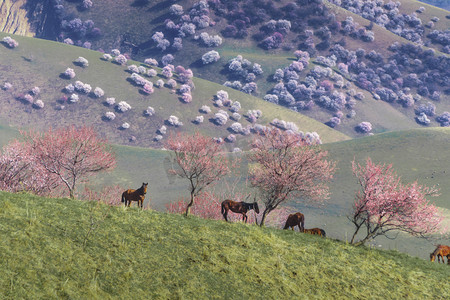 新疆电扇摄影照片_新疆伊犁那拉提杏花谷的风光摄影图配图