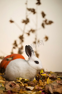 宠物兔子摄影照片_可爱的小兔子
