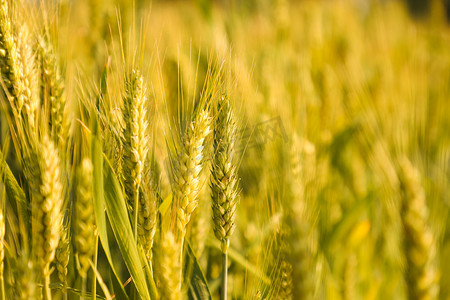 24节气小满麦子丰收户外摄影图配图