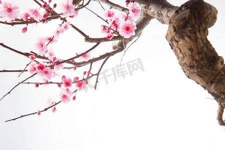 树粉色摄影照片_梅花