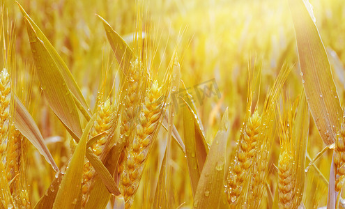 金色的麦穗摄影图配图