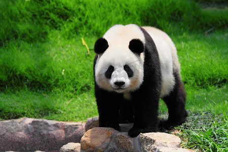 吃西瓜熊猫摄影照片_搞笑熊猫
