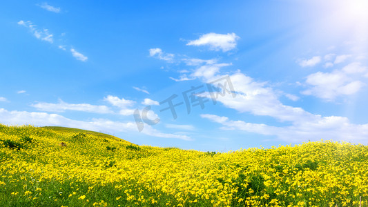 卡通路边野花摄影照片_新疆伊犁巩留县核桃沟景区的蓝天白云和花海摄影图配图