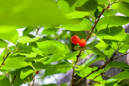 夏季树上成熟的新鲜樱桃摄影图配图
