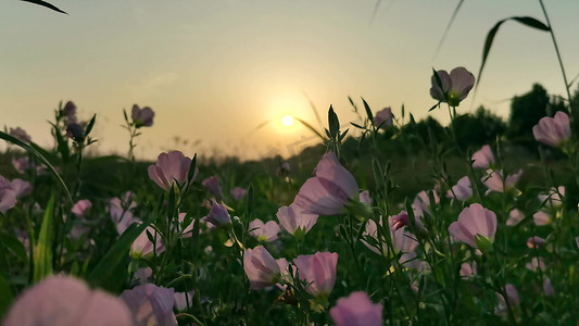 黄昏落日下的花草