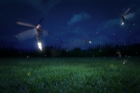在晚上的萤火虫
