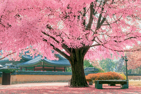 福摄影照片_在春天，在韩国景福宫美丽粉红树.