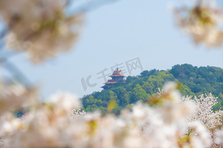 春花摄影照片_春暖花开春花盛开的武汉东湖樱花花园