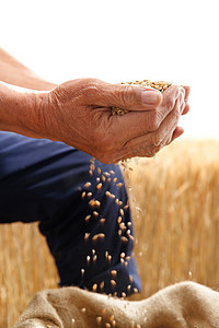 农民用手捧着麦粒