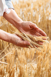 农民双手捧着麦穗
