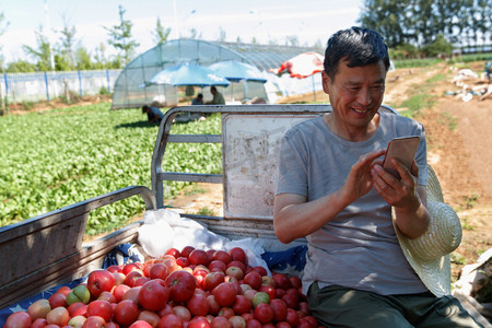 促销热卖标签组合摄影照片_卖西红柿的农民