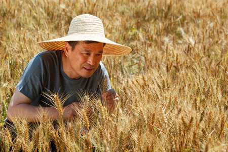 自然农民摄影照片_麦田里观察稻谷的农民