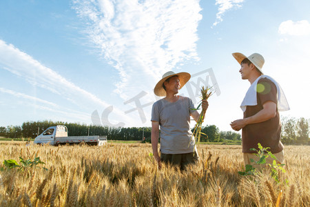 讲解摄影照片_科研人员和农民在麦田里交流技术