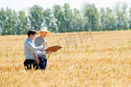 讲解画图摄影照片_科研人员和农民在麦田里交流技术