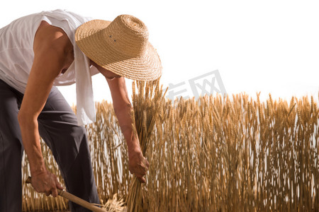 麦田人摄影照片_老农民在割麦子