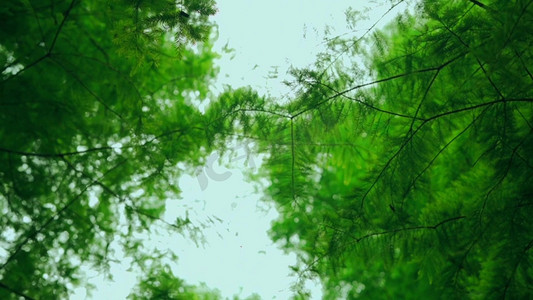 逆光树林摄影照片_大自然绿色森林逆光仰拍