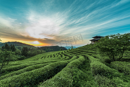 凉青茶叶摄影照片_茶海日出日出茶叶室外日出摄影图配图