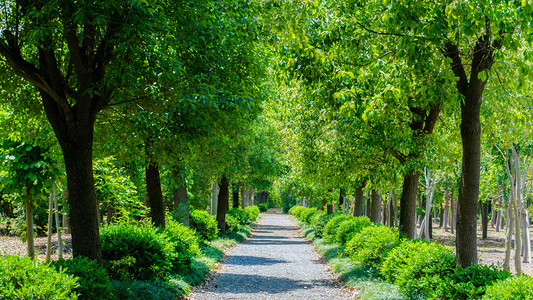 道路绿色摄影照片_森林夏天树林林荫小路树荫绿树摄影图配图