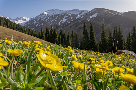 新疆伊犁那拉提草原的黄花摄影图配图