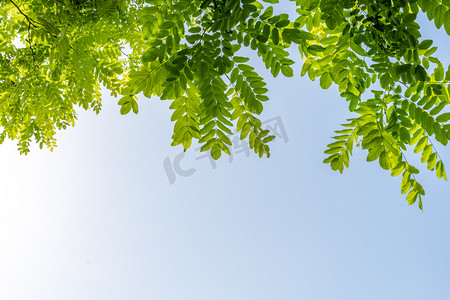夏天蓝天下的绿叶背景摄影图配图