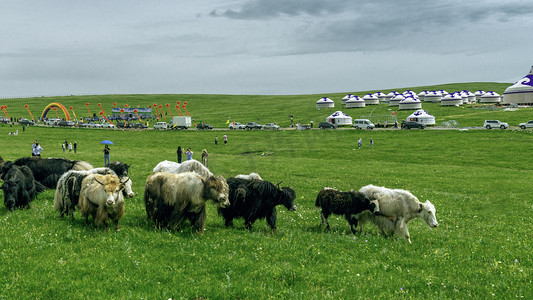 草原牦牛上午牦牛夏季素材摄影图配图