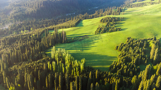 绿色立体春字摄影照片_航拍新疆恰西草原森林摄影图配图