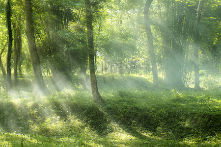 树林里的丁达尔效应摄影图配图森林