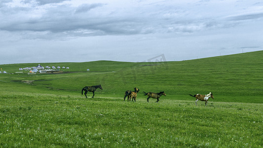 草原马匹蓝天绿草上午马匹夏季素材摄影图配图
