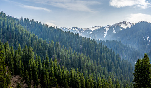 新疆伊犁恰西草原森林风光摄影图配图