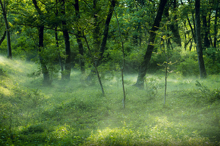 树林里的阳光摄影图配图
