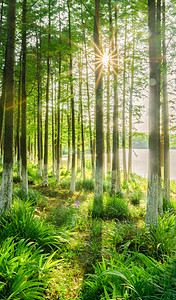 阳光树林摄影照片_夏天森林阳光穿透树林星芒摄影图配图