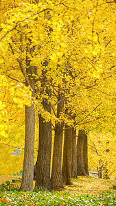 秋天银杏树林金黄自然风光摄影图配图