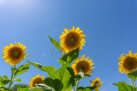 植物阳光摄影照片_夏天阳光下的向日葵摄影图配图