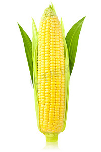 玉米/垂直/耳塞隔绝在一个白色背景
