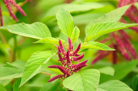 美容床摄影照片_苋菜 (Love-Lies-Bleeding) 在花床上