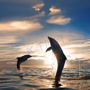 跨越式摄影照片_海景两嬉戏的海豚跳跃从海