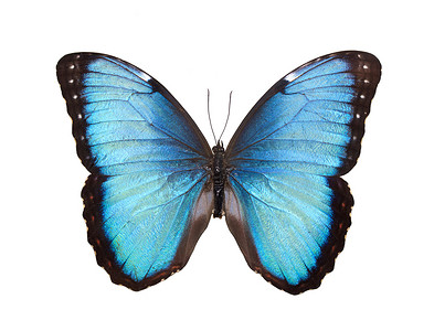 蓝色蝴蝶翅膀摄影照片_孤立在白色的蝴蝶