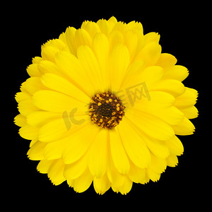 一个黄色的盆栽万寿菊开花隔离