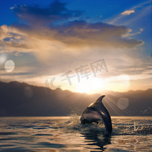 跨越式摄影照片_飞跃在日落海表面的美丽海豚