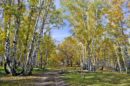 鲜艳风景摄影照片_鲜艳颜色的秋天的白桦林