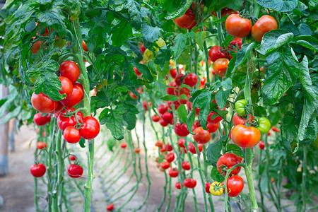 美味的红色西红柿农场
